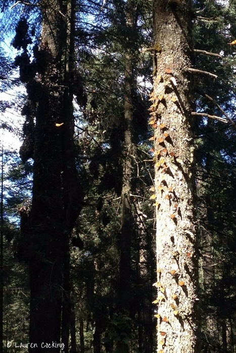 Mexico monarch butterfly tour review