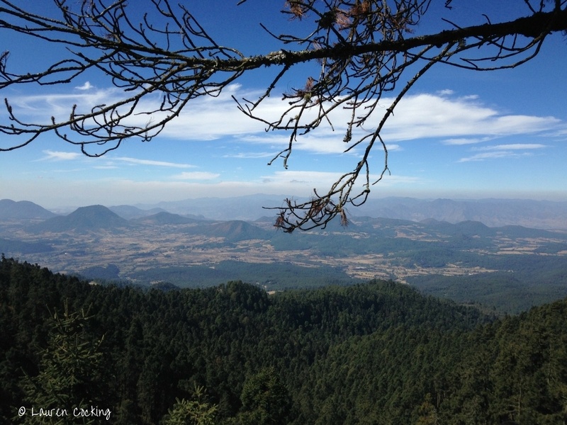 Mexico monarch butterfly tour review