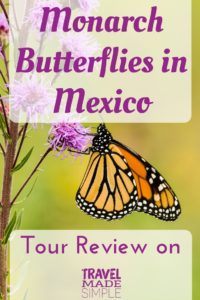 Lauren wanted to take an eco-friendly tour to see the annual migration of Monarch butterflies in Mexico. Check out her Mexico monarch butterfly tour review. Mexico monarch butterfly tour review