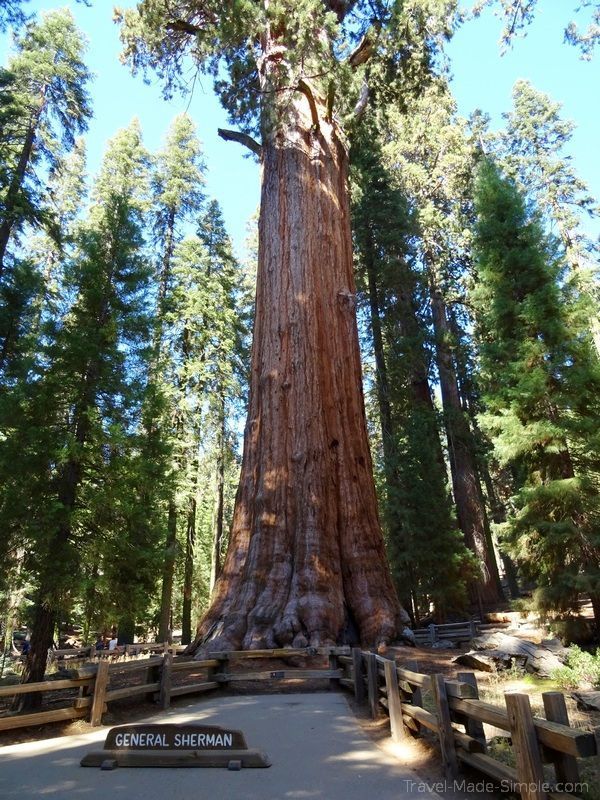 3 week western US road trip itinerary Sequoia