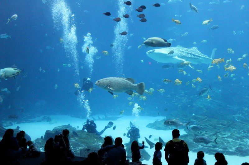 3 days in Atlanta Georgia Aquarium