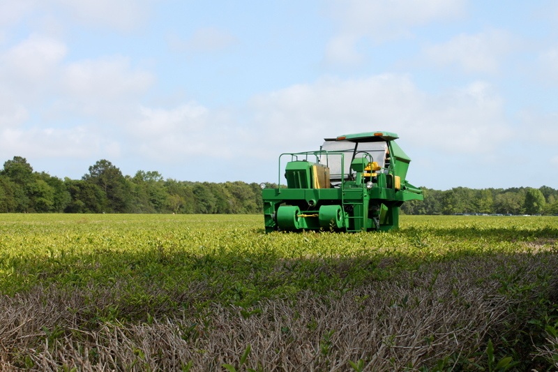 what to do in Charleston - Charleston Tea Plantation